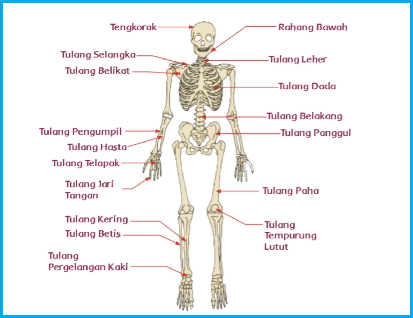 Fungsi Tulang Pada Manusia - Materi Kelas V Tema 1 Sub Tema 2