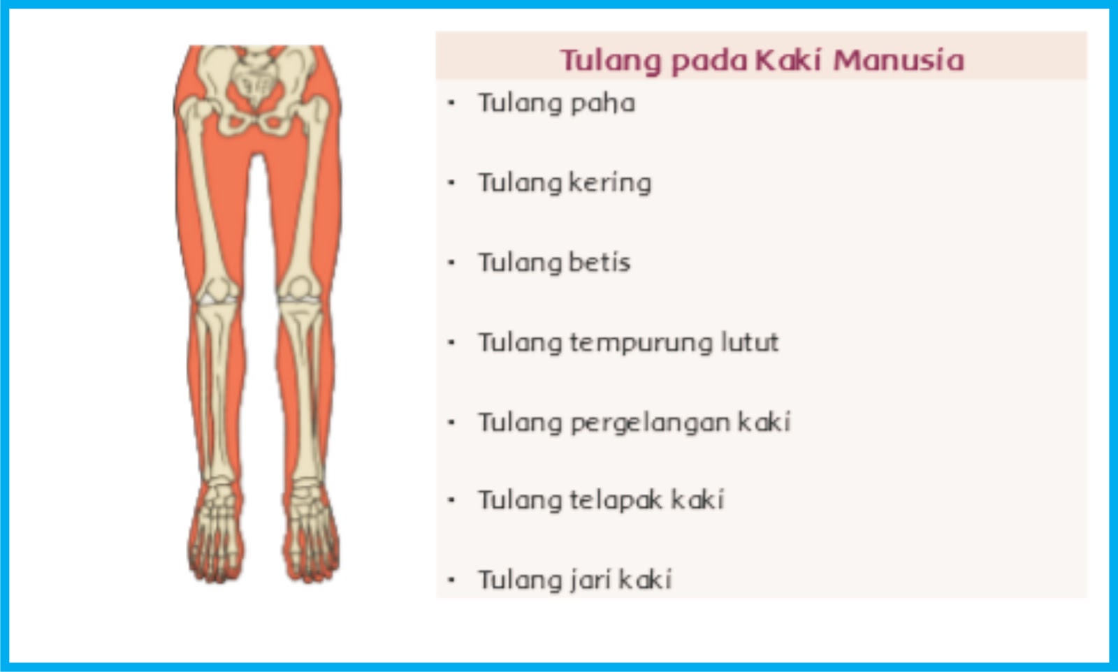 Fungsi Tulang Pada Manusia Materi Kelas V Tema 1 Sub Tema 2