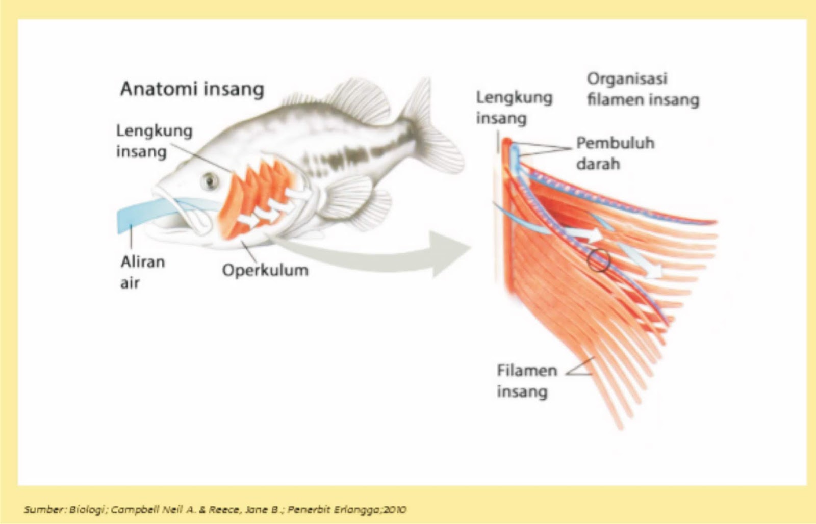 Alat dan Sistem Pernapasan pada Ikan (Pisces)