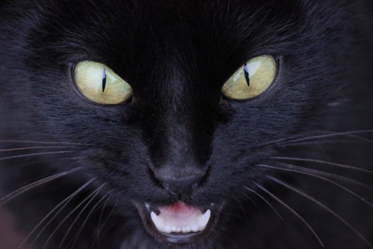 Alasan Mengapa Pupil Mata Kucing Berbentuk Lurus Vertikal
