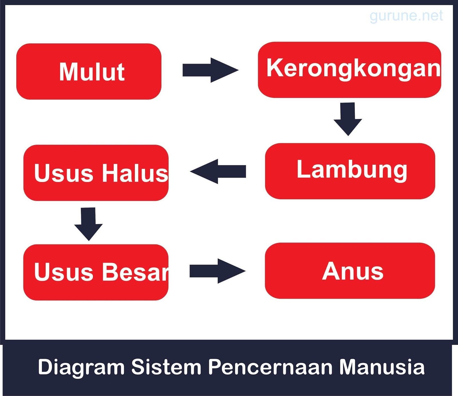 diagram sistem pencernaan manusia