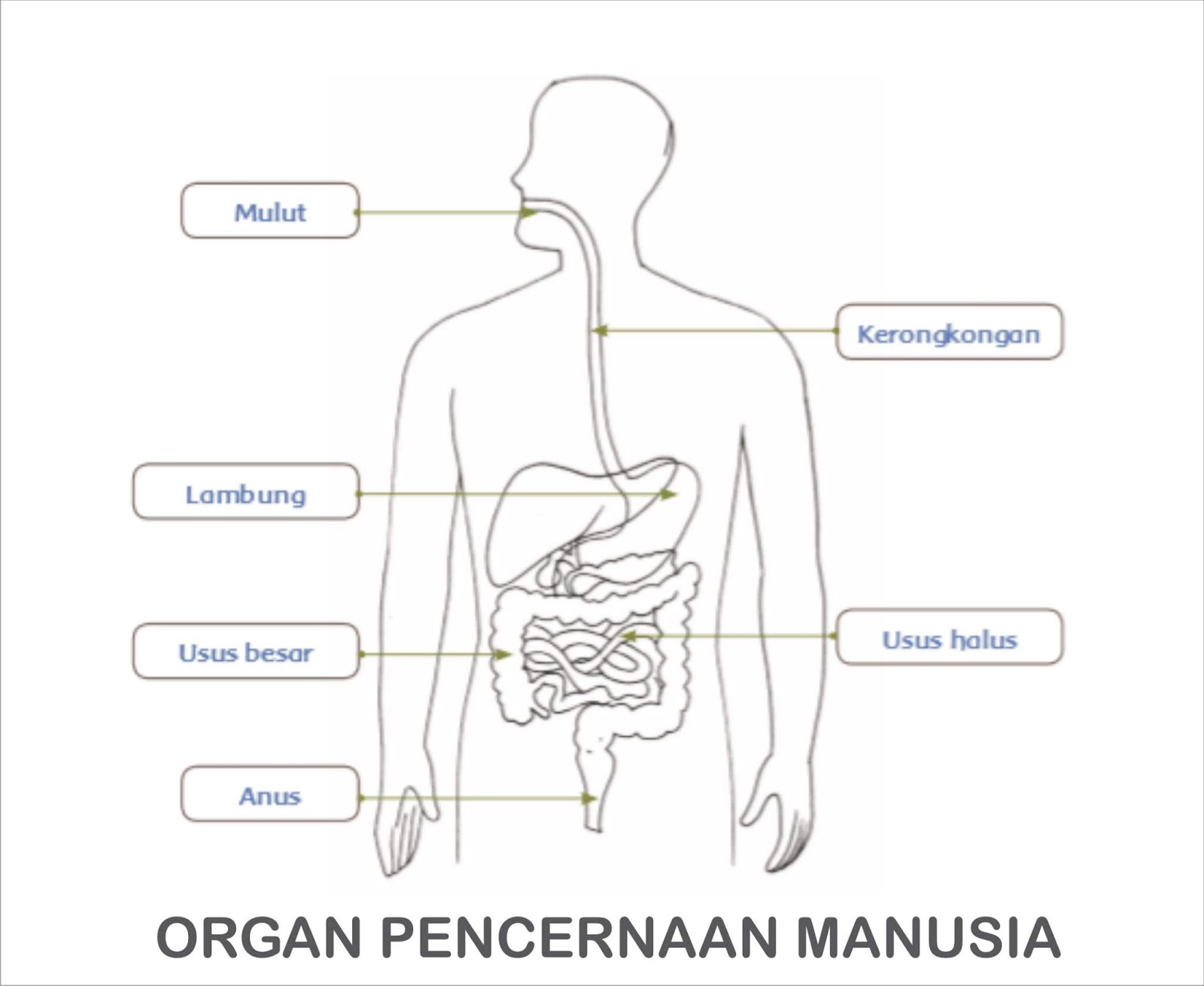 Diagram dan Penjelasan Fungsi Organ Pencernaan Pada Manusia - Gurune.net