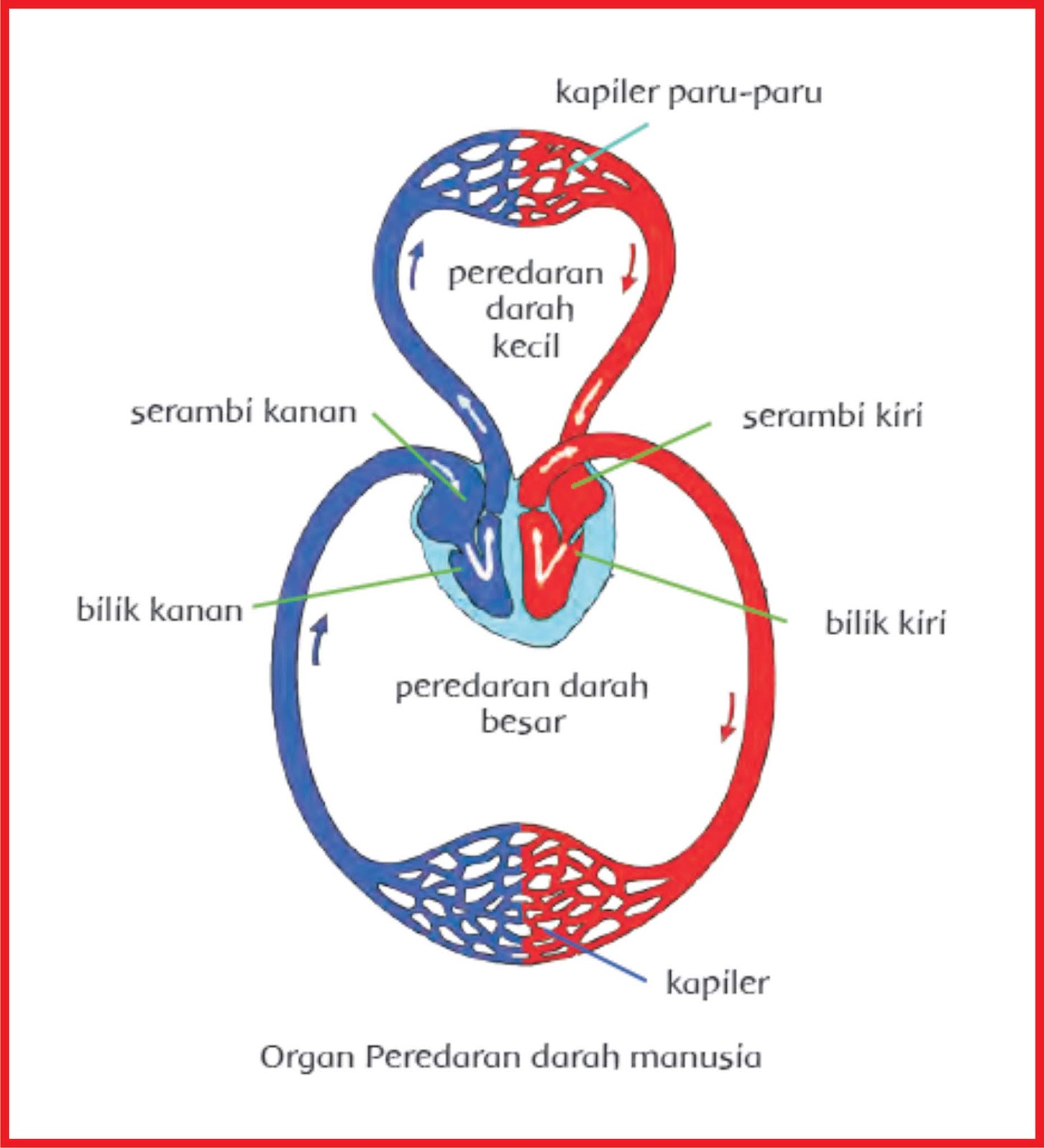 organ peredaran darah manusia