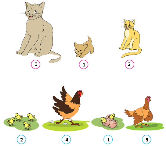 Tahapan Siklus Hidup Kucing dan Ayam