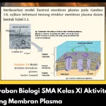 Kunci Jawaban Biologi SMA Kelas XI Aktivitas 1.10 tentang Membran Plasma