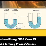 Kunci Jawaban Biologi SMA Kelas XI Aktivitas 2.6 tentang Proses Osmosis