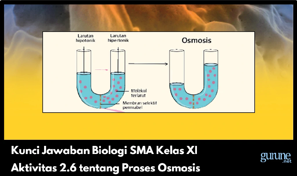 Kunci Jawaban Biologi SMA Kelas XI Aktivitas 2.6 tentang Proses Osmosis