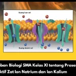 Kunci Jawaban Biologi SMA Kelas XI tentang Proses Transpor Aktif Zat Ion Natrium dan Ion Kalium