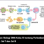 Kunci Jawaban Biologi SMA Kelas XI tentang Perbedaan Karakteristik Sel T dan Sel B