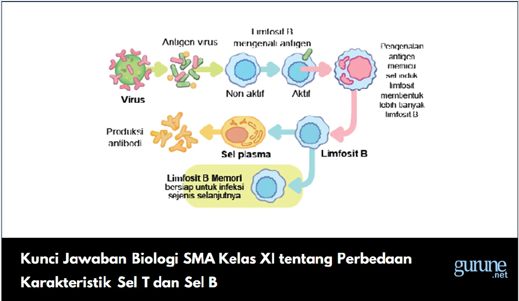 Kunci Jawaban Biologi SMA Kelas XI tentang Perbedaan Karakteristik Sel T dan Sel B