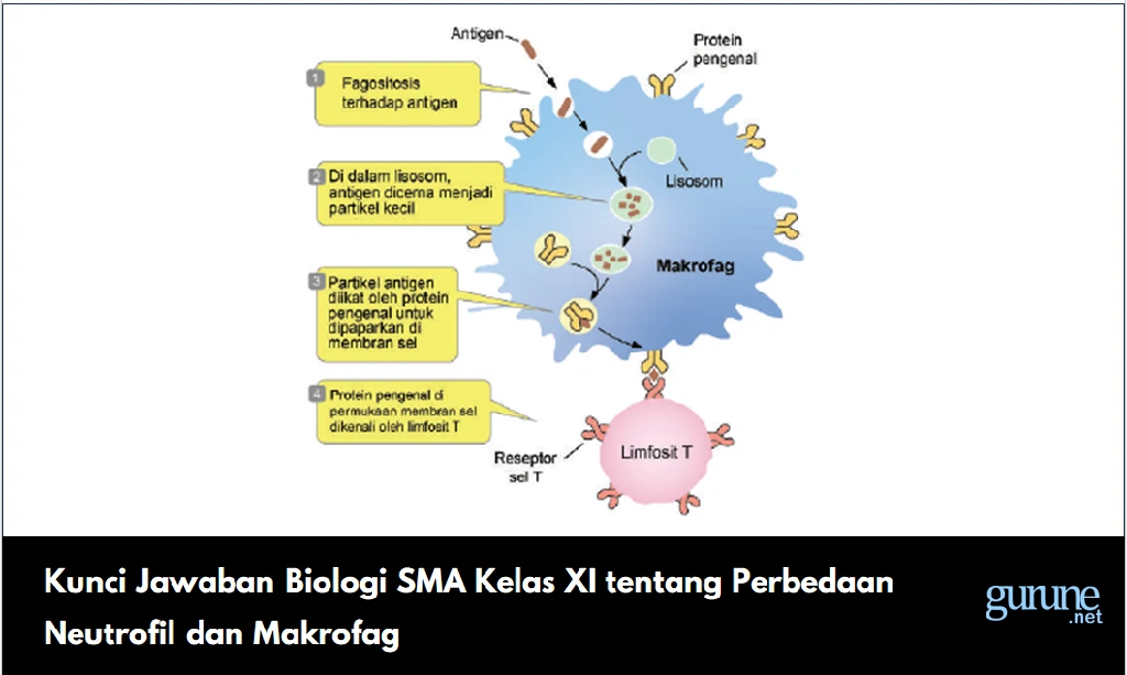 Kunci Jawaban Biologi SMA Kelas XI tentang Perbedaan Neutrofil dan Makrofag