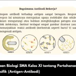 Kunci Jawaban Biologi SMA Kelas XI tentang Pertahanan Internal Spesifik (Antigen-Antibodi)