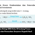Kunci Jawaban Biologi SMA Kelas XII tentang Proses Pembentukan dan Pemecahan Senyawa Organik Hasil Fotosintesis