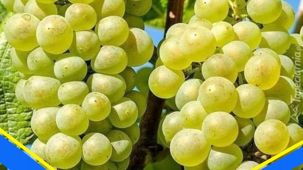 Manfaat Buah Anggur untuk Kesehatan Anak